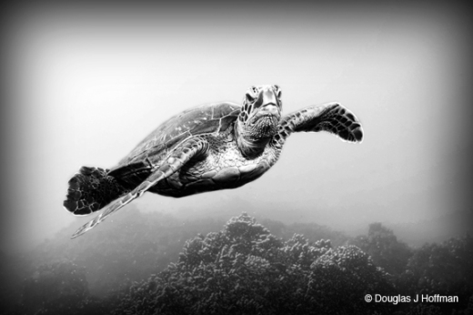 This turtle had just taken a breath and was swimming over the roof looking to settle on a bit of reef just behind me.